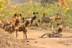 Image post by @chiawasafaris on Instagram