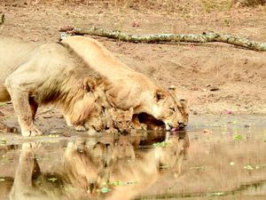 Image post by @chiawasafaris on Instagram