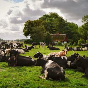 Image post by @arladairyuk on Instagram