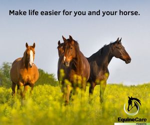 Image post by @equinecareprobiotic on Instagram