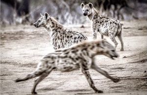 Image post by @chiawasafaris on Instagram