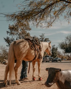 Image post by @pendletonwhisky on Instagram