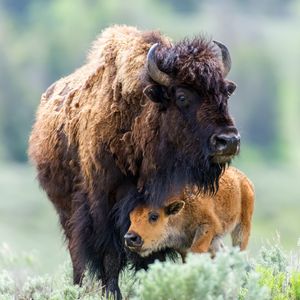 Image post by @animalplanet on Instagram