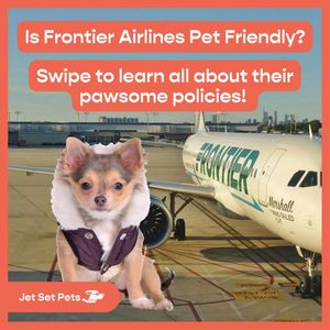 Image post by @jetsetpets on Instagram