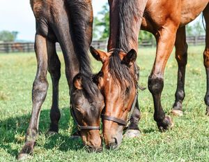 Image post by @spendthriftfarm on Instagram