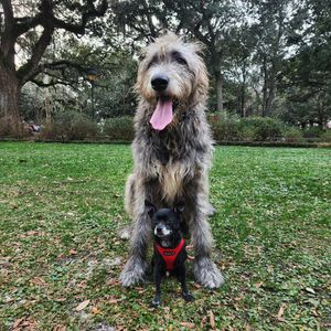 Image post by @thesavannahwolfhound on Instagram