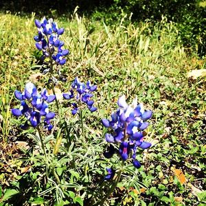 Image post by @lbjsc on Instagram