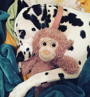 Image post by @snaffle_it on Instagram