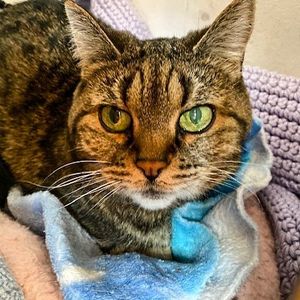 Image post by @spokhumanesoc on Instagram