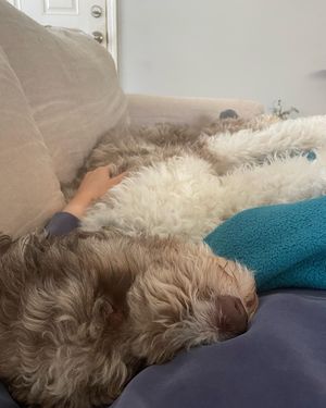 Image post by @floofy.coopy.doodle on Instagram