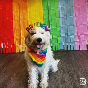 Image post by @dogtopiagr on Instagram
