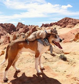 Image post by @animalplanet on Instagram