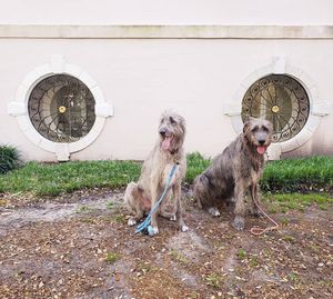 Image post by @thesavannahwolfhound on Instagram
