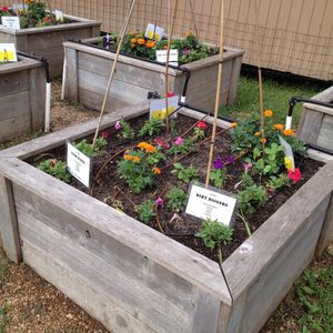 Image post by @kidsgardening on Instagram