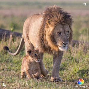 Image post by @animalplanet on Instagram