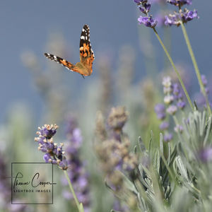 Image post by @lightboximages on Instagram