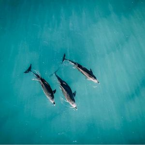 Image post by @dronepals on Instagram