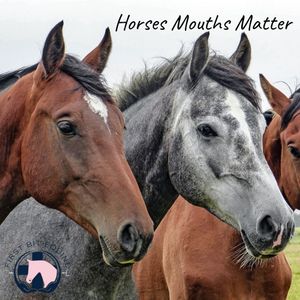 Image post by @first_bit_equine_ on Instagram