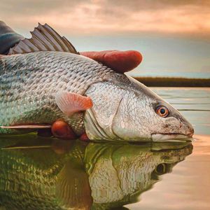 Image post by @toadfishoutfitters on Instagram
