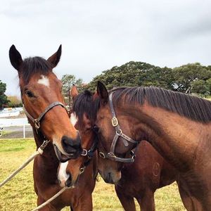Image post by @australianturfclub on Instagram