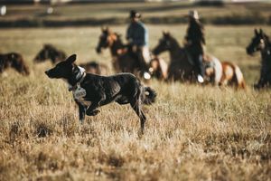 Image post by @schaeferoutfitter on Instagram