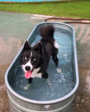 Image post by @tux_the_blue_pomsky on Instagram