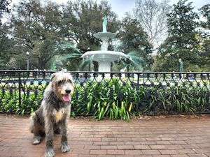 Image post by @thesavannahwolfhound on Instagram