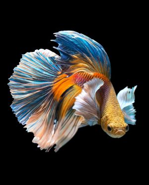 Image post by @discovery on Instagram