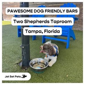 Image post by @jetsetpets on Instagram