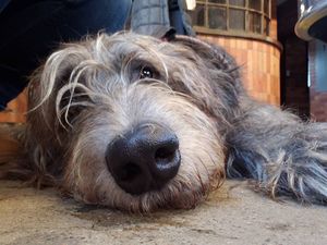 Image post by @thesavannahwolfhound on Instagram