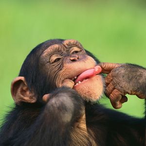 Image post by @animalplanet on Instagram