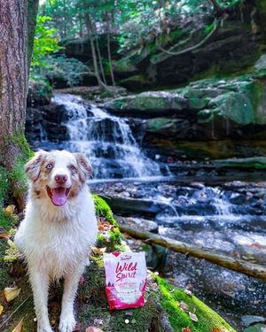 Image post by @triumphpetfood on Instagram