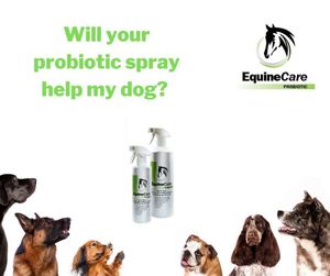 Image post by @equinecareprobiotic on Instagram