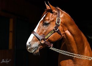 Image post by @spendthriftfarm on Instagram