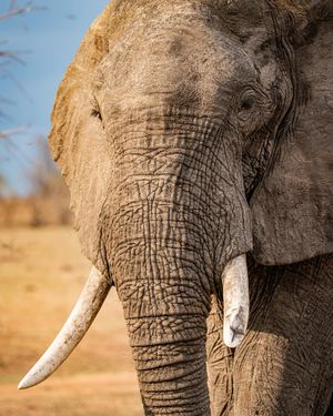 Image post by @chiawasafaris on Instagram