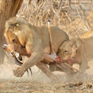 Image post by @chiawasafaris on Instagram