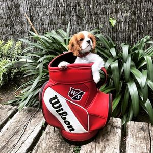 Image post by @wilsongolfcanada on Instagram
