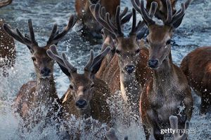 Image post by @gettyimages on Instagram