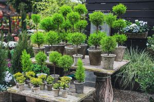 Image post by @rogersgardens on Instagram