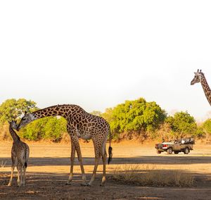 Image post by @chiawasafaris on Instagram