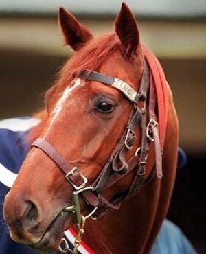 Image post by @australianturfclub on Instagram