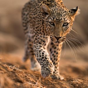 Image post by @chiawasafaris on Instagram