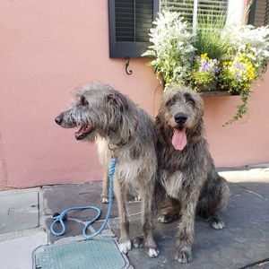 Image post by @thesavannahwolfhound on Instagram