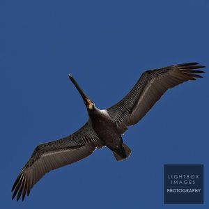 Image post by @lightboximages on Instagram