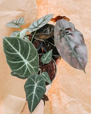 Image post by @thegreenhousejax on Instagram
