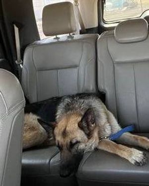 Image post by @whitmanpets on Instagram