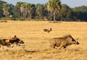 Image post by @chiawasafaris on Instagram