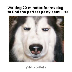 Image post by @bluebuffalo on Instagram