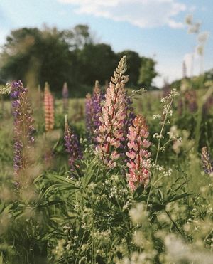 Image post by @themainemag on Instagram