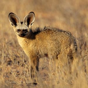 Image post by @animalplanet on Instagram